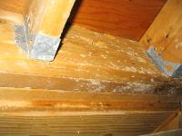Wood beams in basement